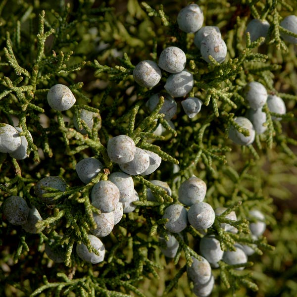 Juniper berries