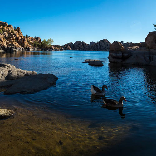 Watson Lake with ducks in foreground waddling out of the image
