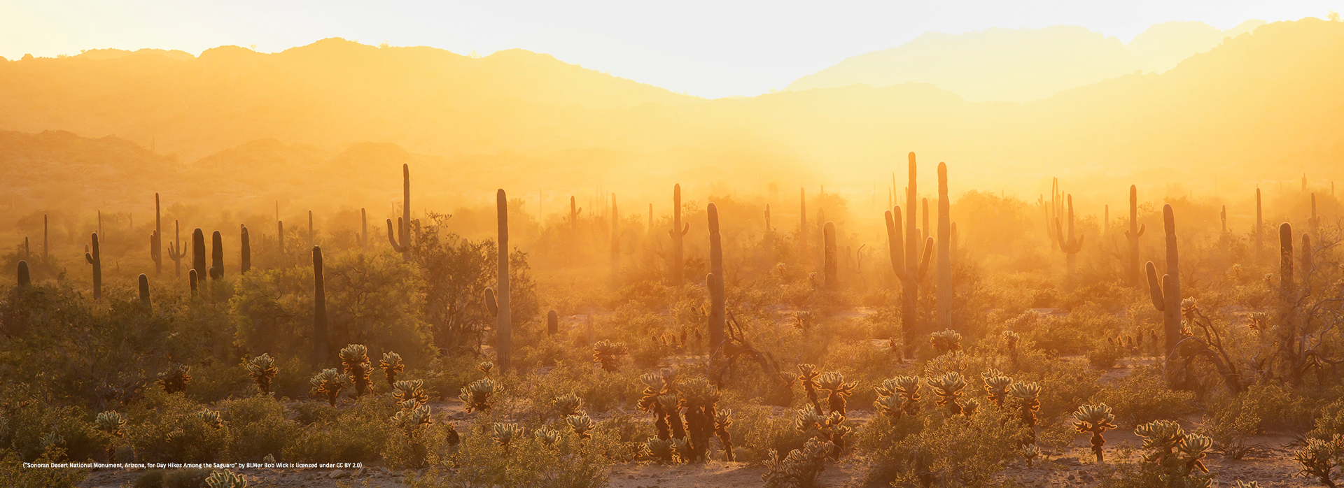 The desert during the morning. 