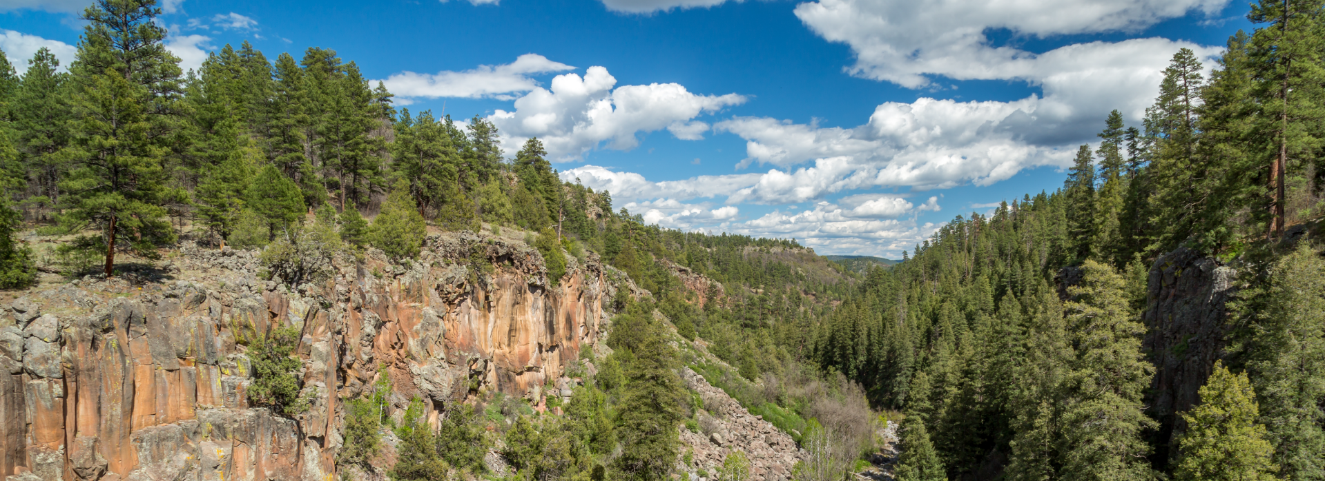Image of forrest landscape in the Sycamore Subwatershed