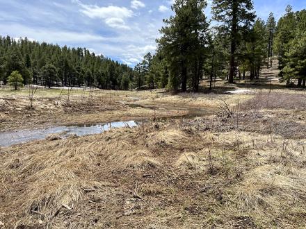 Lower stream reach downstream (Credit: USDA Forest Service/Coconino National Forest)