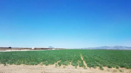 Alfala Field in McMullen Valley