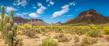 Image of Arizona desert landscape
